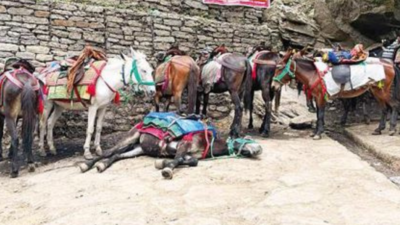 'Mule task force' to stop abuse of equines on Kedarnath route