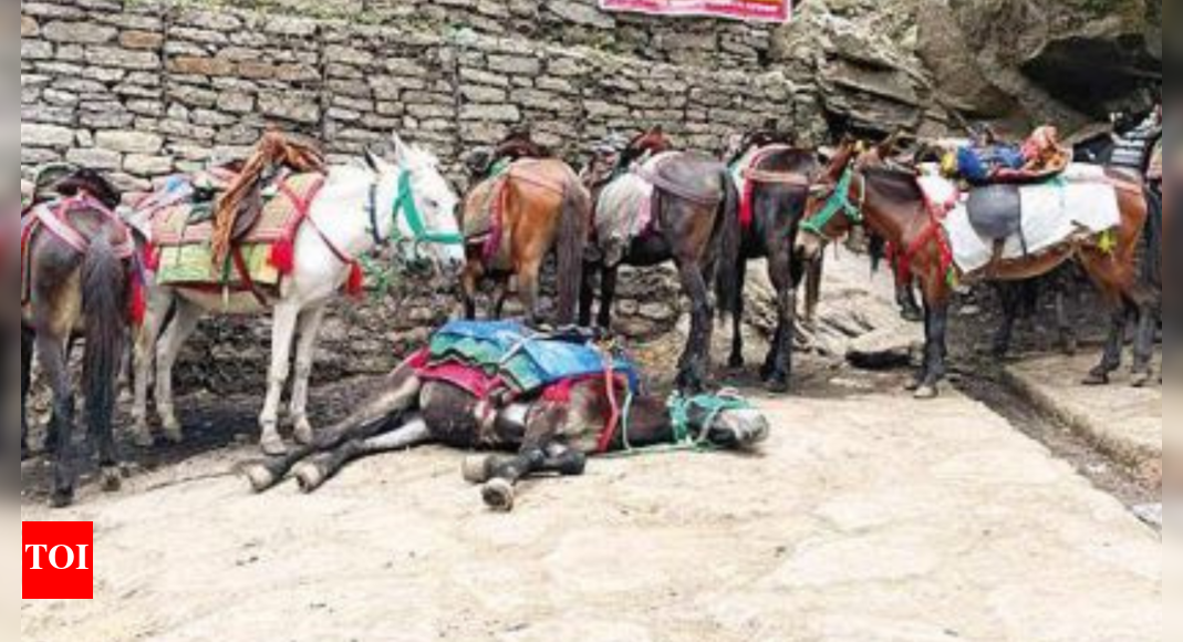 'Mule task force' to stop abuse of equines on Kedarnath route ...