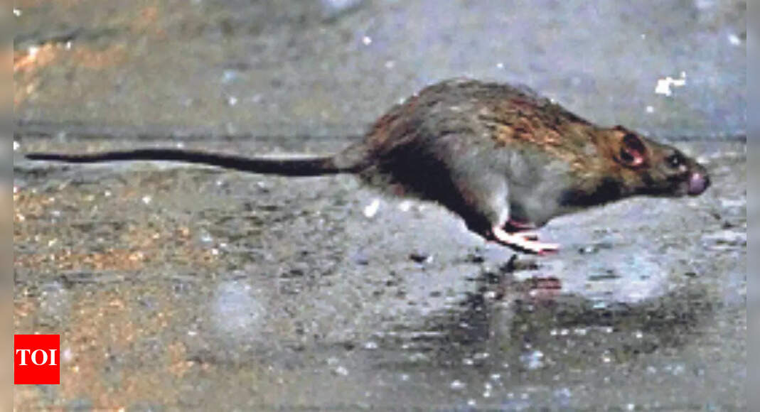 Covid Omicron Variant ‘Rats had a hand in creating longestrunning