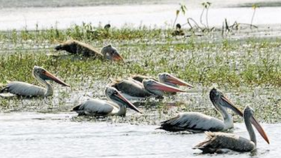 13,000 water bodies lost in 1 year? Centre's first survey puts Karnataka lake tally at mere 27,000