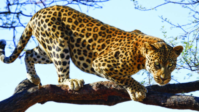 Carnivore, herbivore censuses from May 5 in Gujarat