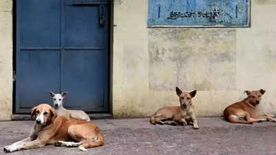 67% in Mumbai dub stray dogs a menace; nationally, it’s 82% | Mumbai ...