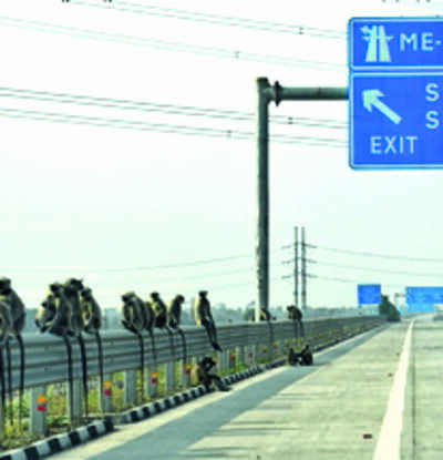 WII, MSRDC ink MoU to monitor e-way wildlife passes