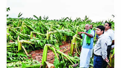Collector assures aid for banana farmers who lost plants in rain