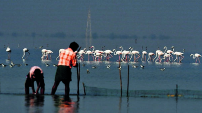 TN: Fishermen in Pulicat lake turn into tourism players as catch dwindles