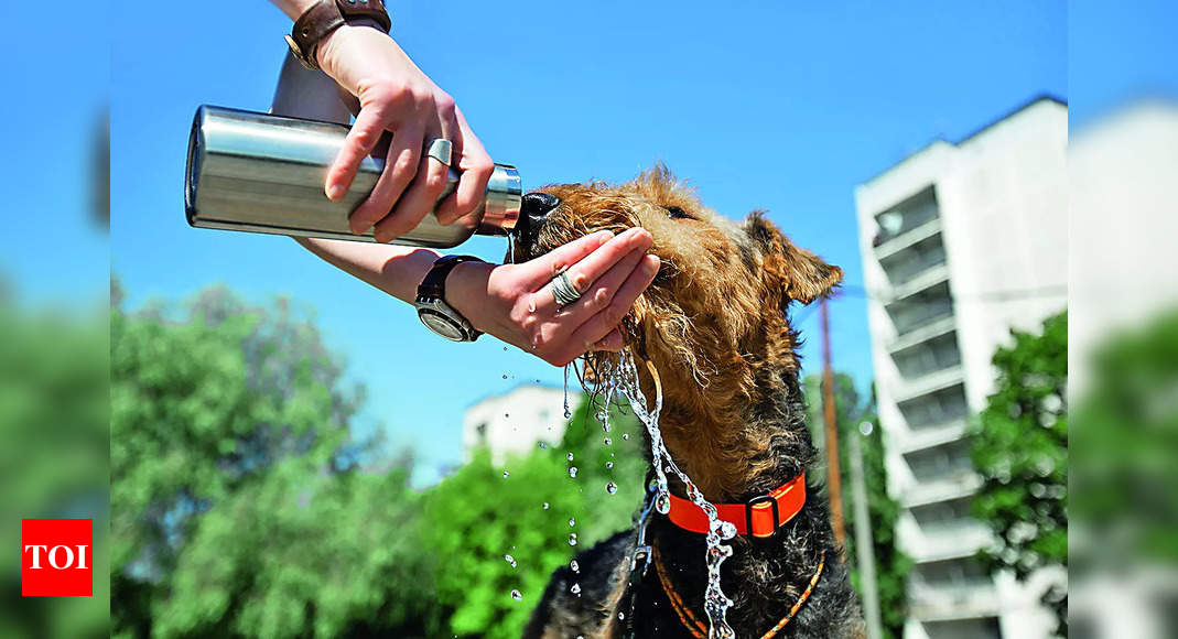 Pflege- und Shampoositzungen, Eis am Stiel und Schneespielzeug… Einige Tipps für den Sommer in Kalkutta