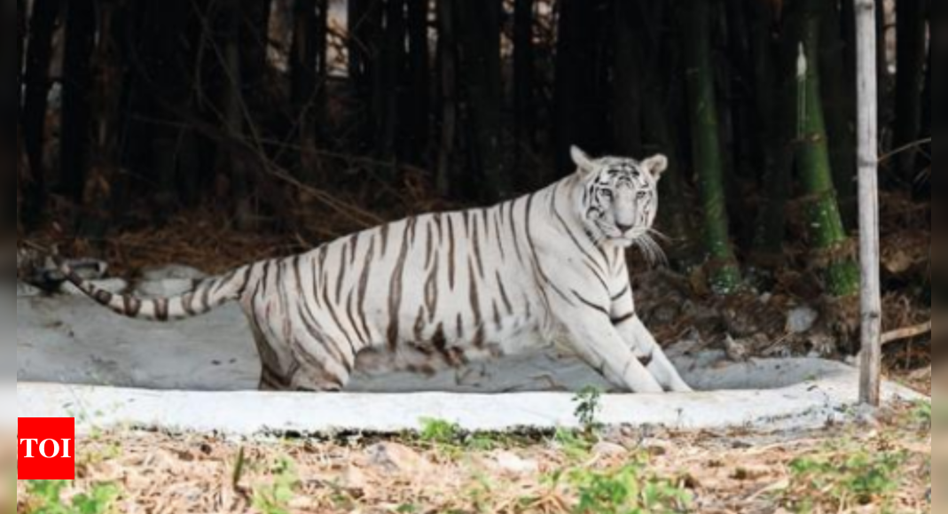 Painting of Bengal Tiger Resting in the Grass on Display at Jaipur