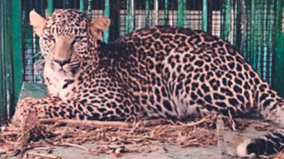 Leopard kills 3 in 36 hours in Uttar Pradesh's Bijnor