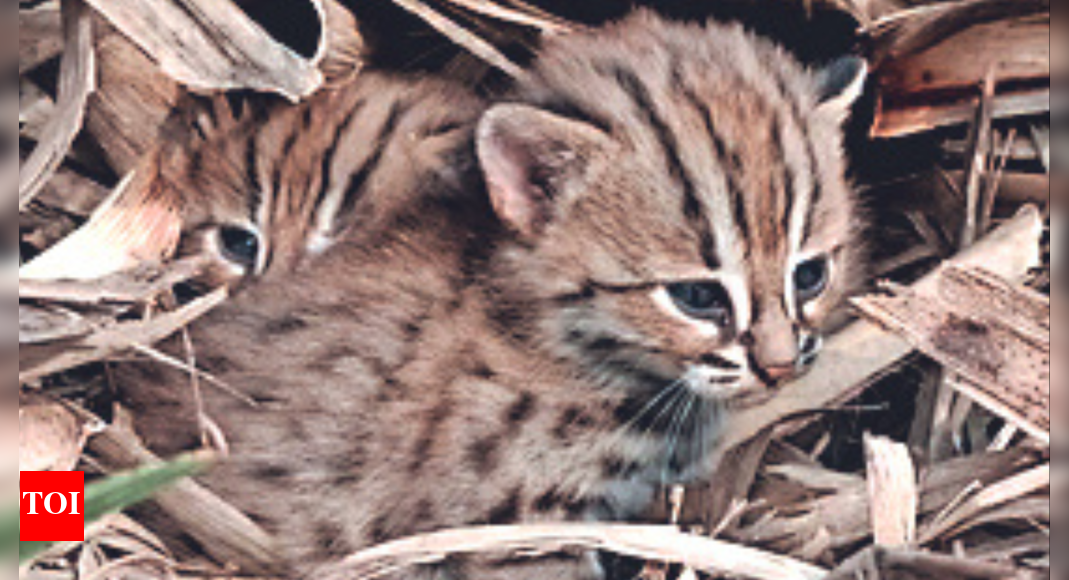 Wildlife Trust of India reunites rustyspotted wild cat with her