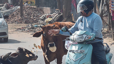 Delhi govt sets up animal welfare board to prevent cruelty, for better care