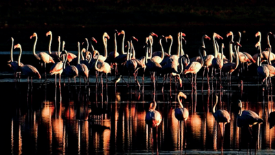 Where have all the greater flamingos gone?