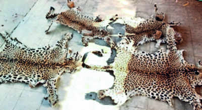 ATS nabs man in Udaipur with four leopard hides