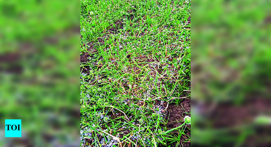 Rain Damages Crops On 43,000 Hectares, Affects 79k Farmers | Nashik ...