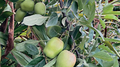 West Bengal: Kalimpong farmers strike gold with Kinnaur apples