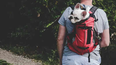 Dog bag carrier: Best picks available online