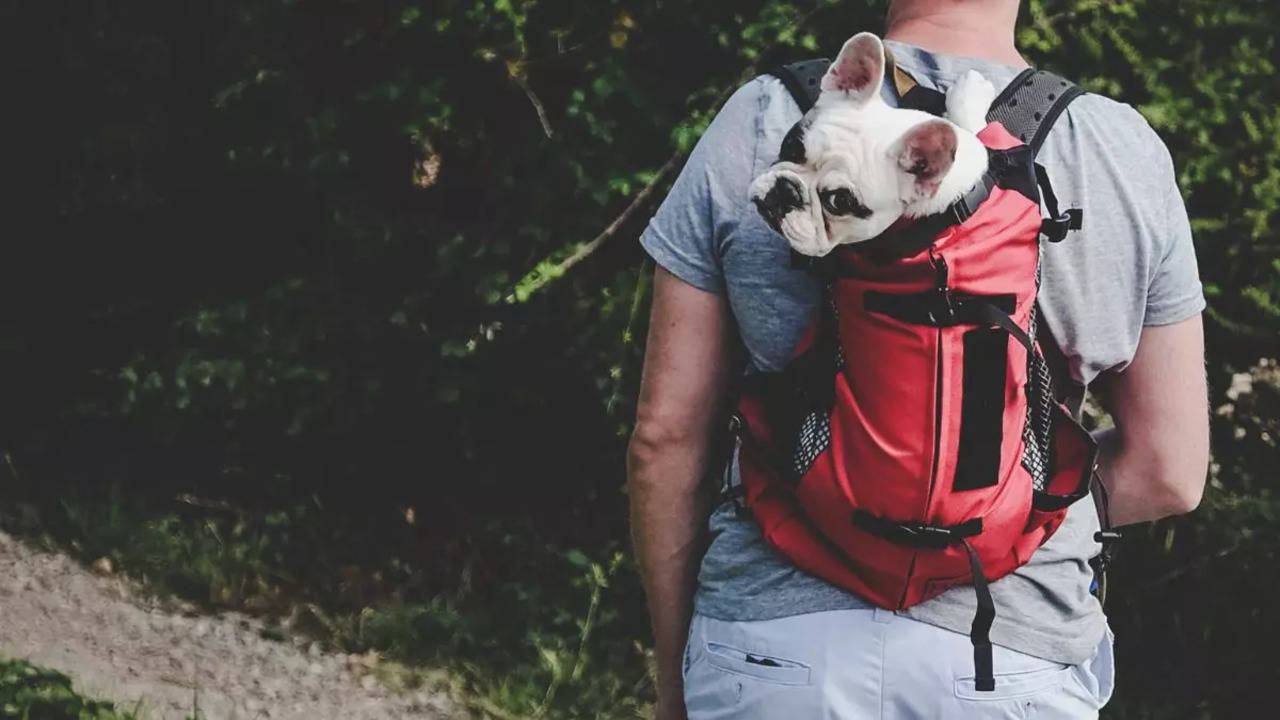 10 Best Dog Backpack Carrier of 2020 (Review) | Herepup