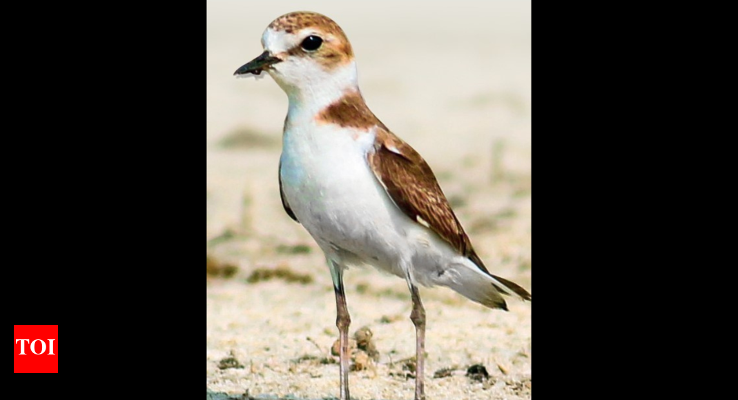 Finally, I’m my own bird again! Now help me survive | Chennai News ...