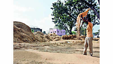 Jharkhand: Dumka, Sahibganj log zero paddy procurement at dist MSP centres