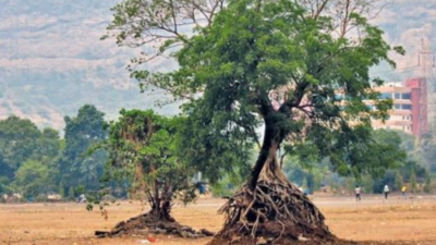 ‘Unmindful soil excavation for govt event slow death for trees’