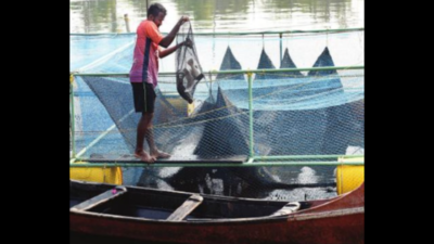 Soon, rivers across Goa to have fish cage culture