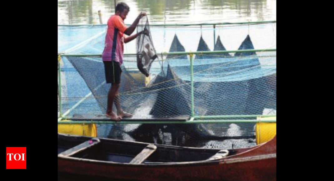 Soon, rivers across Goa to have fish cage culture | Goa News - Times of ...