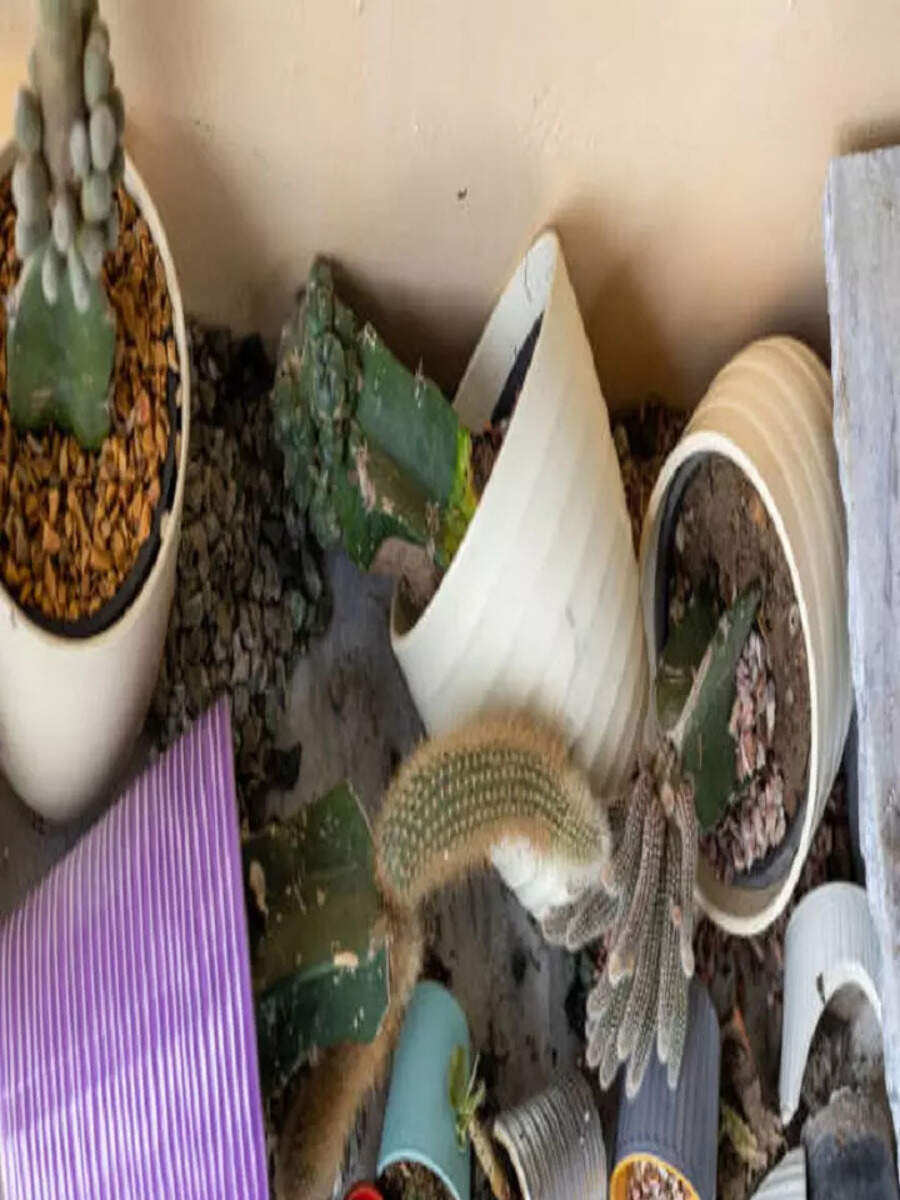 9 plants to avoid keeping at home and garden as per Vastu to avoid bad luck Times Now