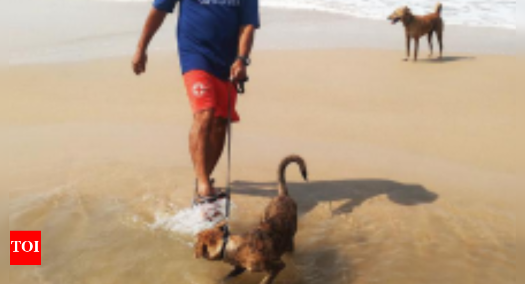 From AI monitoring to a ‘paw squad’, Dhristi to step up beach ...