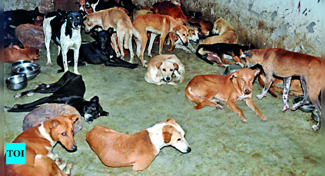 30l Cattle, 10k Stray Dogs Vaccinated To Prevent Foot And Mouth Disease ...