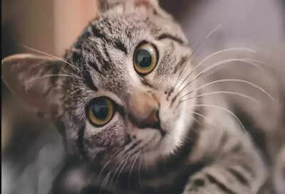 Passenger blames Air India staff after kitten goes missing at Delhi airport, demands action