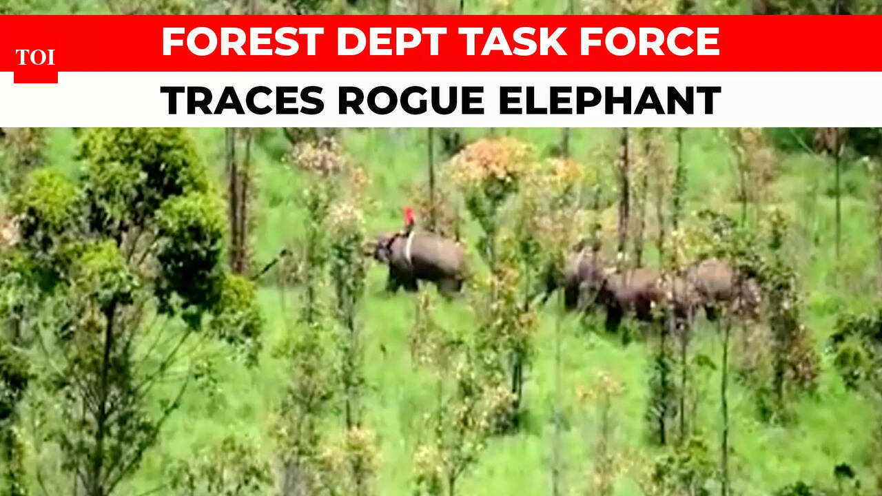 Forest Dept Task Force traces rogue Elephant Arikomban in Kerala’s Munnar