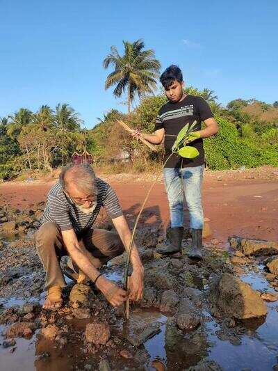 College students undertake mangrove plantation drive