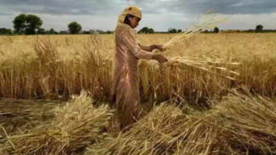 Govt to sell buffer wheat stock every quarter to control price