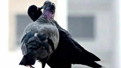 Steer clear of pigeons, they can scar your lungs: Doctors