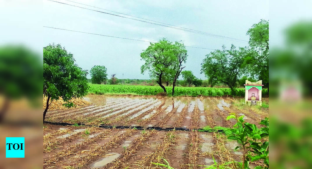 One Killed By Lightning, Rainfall Damages Crops | Nashik News - Times ...