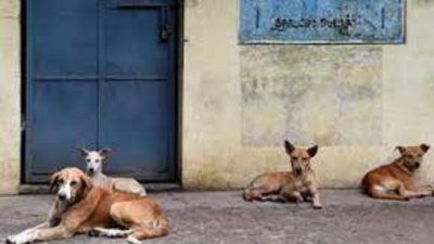 'Bhubaneswar Municipal Corporation appeal on stray dogs confusing'