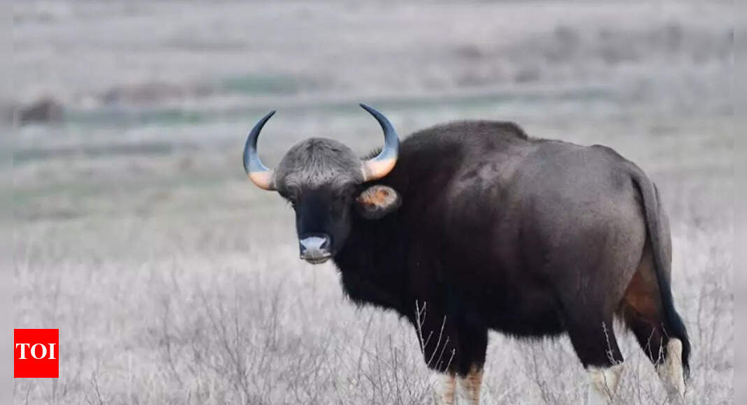MP forest department and WII collaborate to restore gaur population in ...
