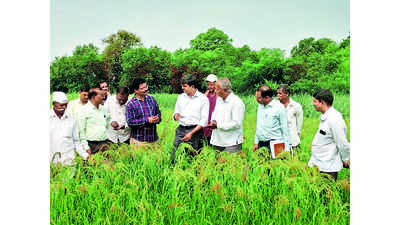 Kolhapur collector visits summer nachni fields