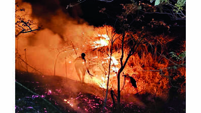 Rain saves Pavagadh’s dense forests from wildfire