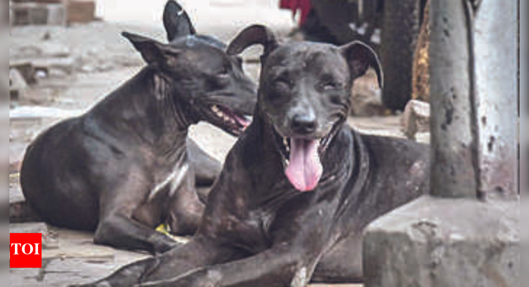 Nearly 80 Stray Dogs Killed In Turkapally, Say Activists Hyderabad