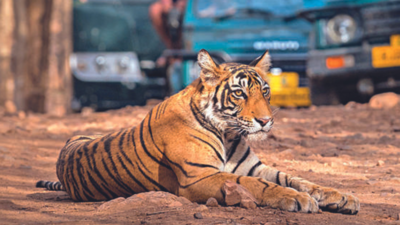 Ranthambore tiger enters Madhya Pradesh's Kuno National Park, pugmarks 5km from cheetah zone