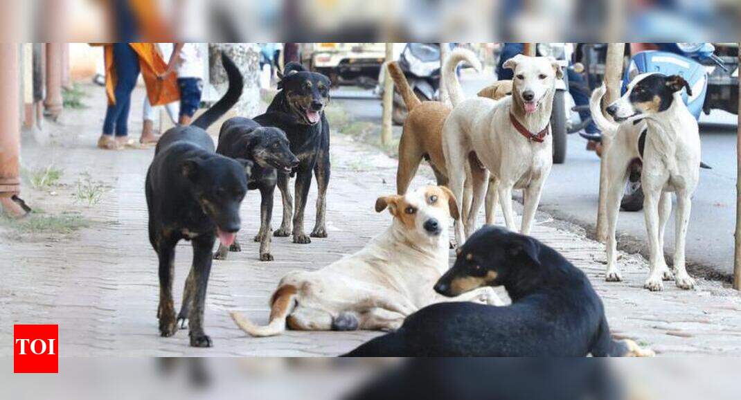 Meeting to tackle stray dog issue in Mormugao on May 5 | Goa News ...