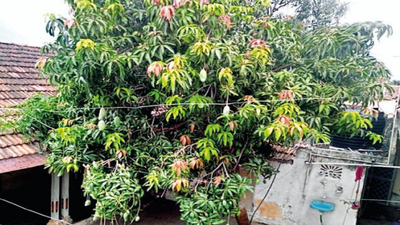 Mangoficient: 14 aam varieties hang on this khaas tree!