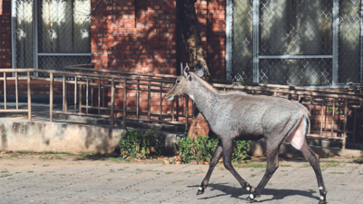 Nilgai is likely to lose its ‘status symbol’ in Delhi