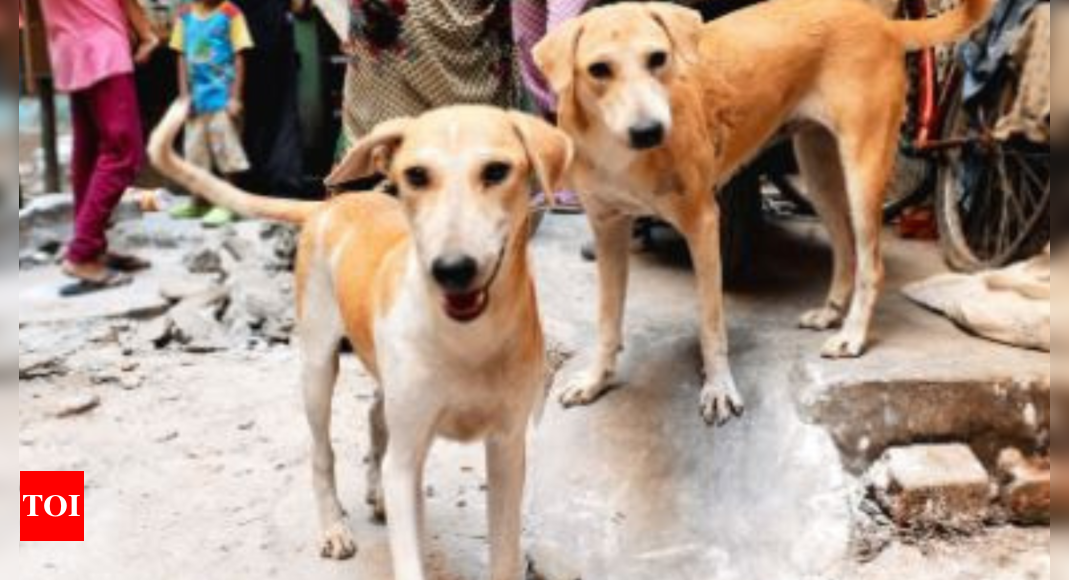 7-year-old bitten by stray dogs in Delhi's Rangpuri Pahari | Delhi News ...