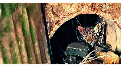 Leopard rescued in 6-hr operation in Pimplad