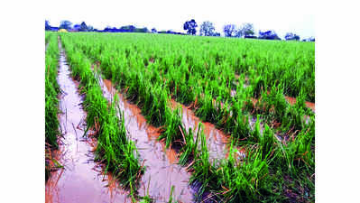 Marathwada sees over 1,500% of usual rain