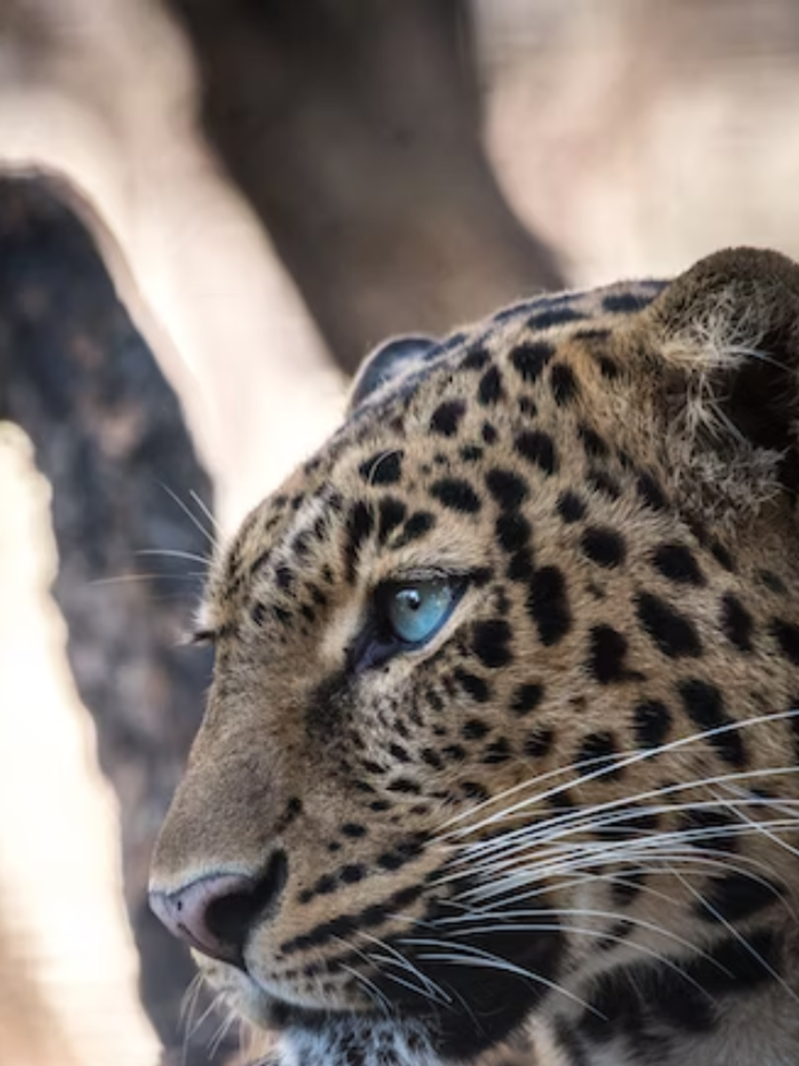 World Leopard Day 9 Facts About The Spotted Cat Everyone Should Know