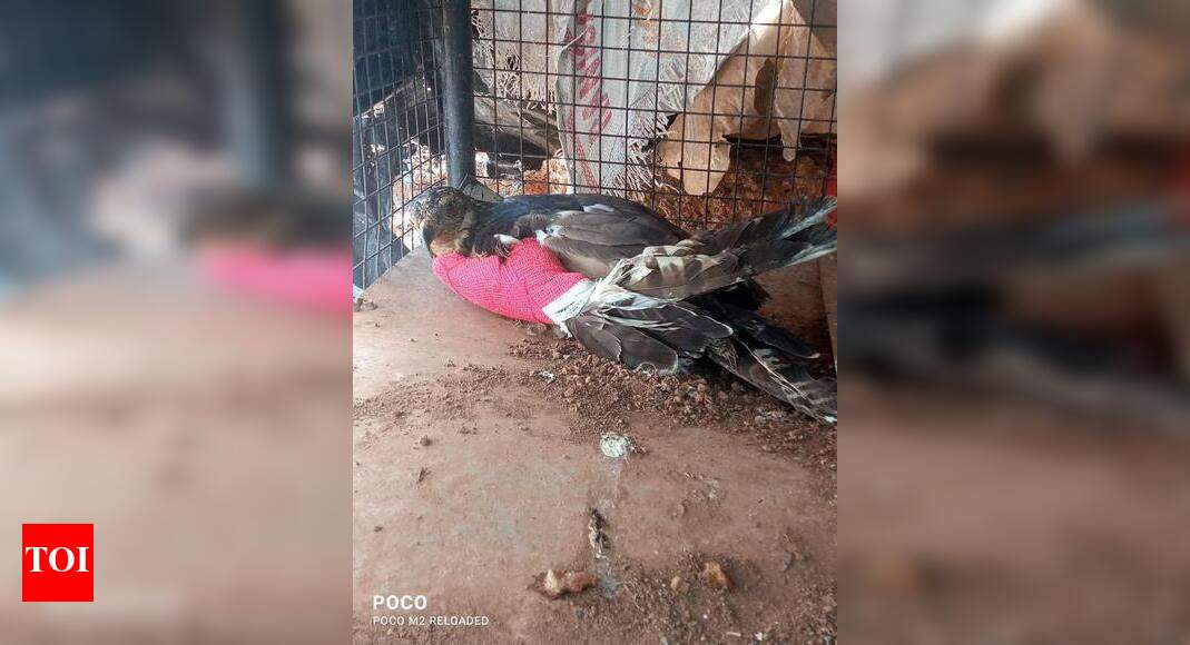Rare bird shot with airgun, Goans’ funds fly in to save it | Goa News ...