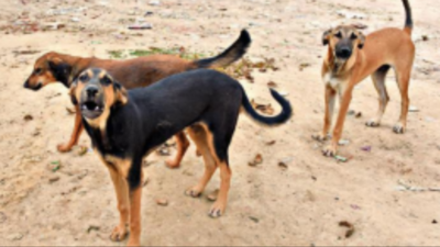Fear lurks in packs: Attacks by dogs have residents worried in southwest Delhi