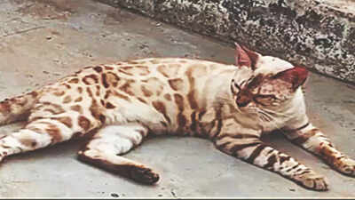 'Bengal cat' lost in transit from Delhi to Hyderabad, transport company to pay Rs 1.6 lakh